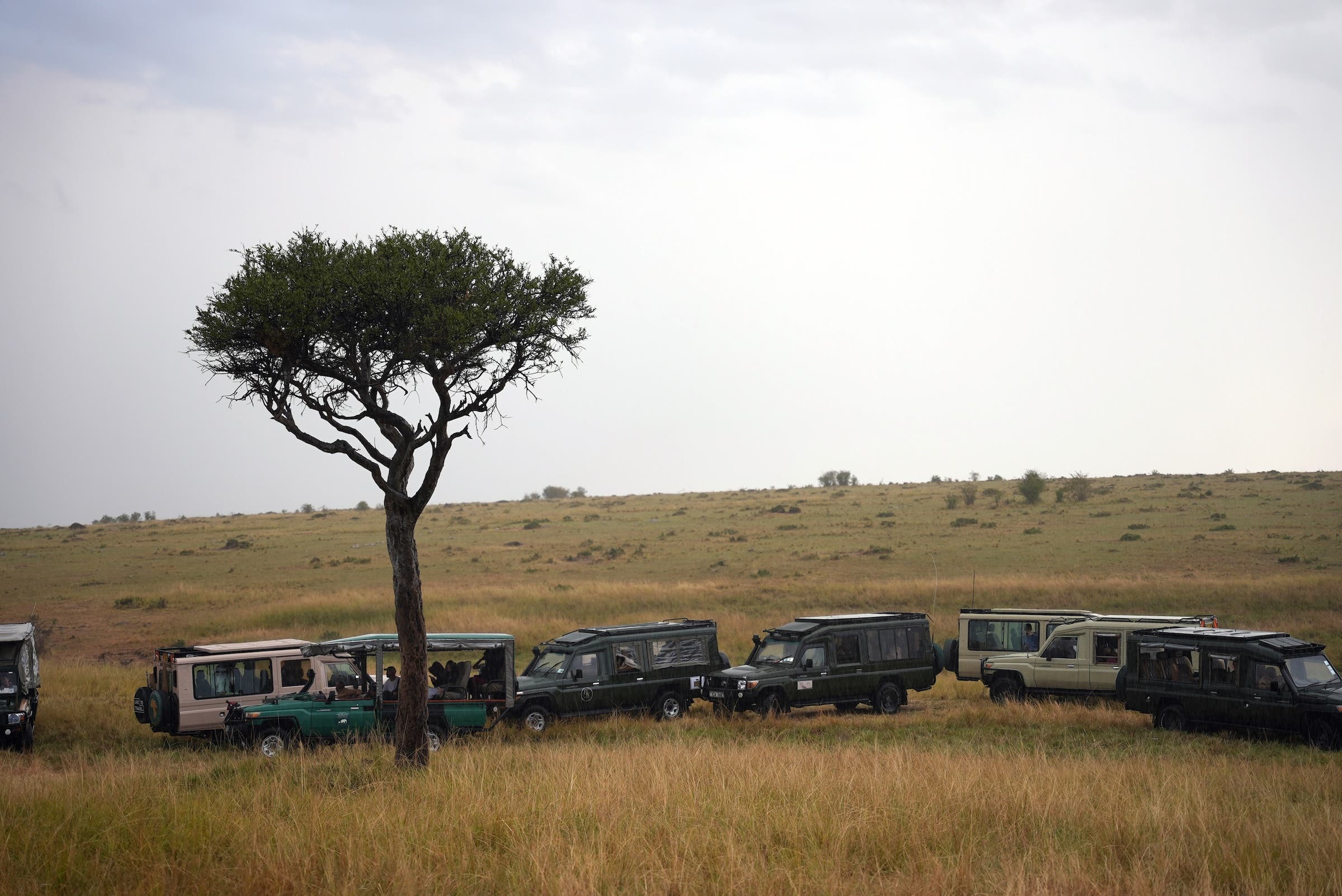 typical safari vehicles surround a leopard in a tree in Africa